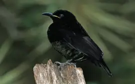 Uccello del paradiso fucile jigsaw puzzle