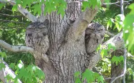 Boccadirana jigsaw puzzle