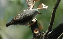 Sittella varia jigsaw puzzle