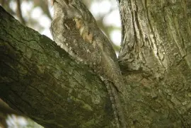 Boccadirana papua jigsaw puzzle