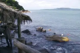 Gaivotas Itapema Brasil