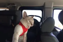 Thanksgiving Road Trip