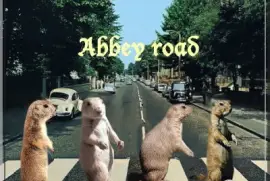 abbey road