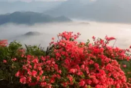 Cherry Blossoms in East Asia