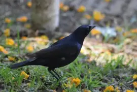 Volare jigsaw puzzle