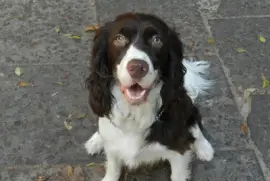 The dog jigsaw puzzle