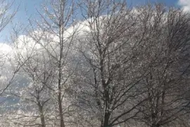 Sparkly trees in morning sun