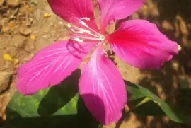 flower2