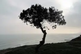 Ãrbol en la costa limeÃ±a.
