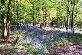Bluebell Wood