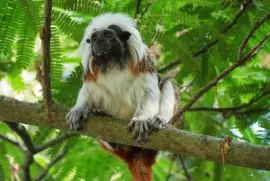 Scimmia tamarino di edipo