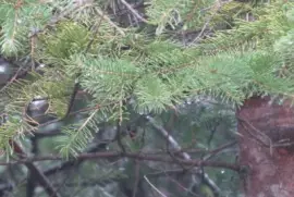 Coniferous branch