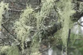 Green fuzzies hang from branches