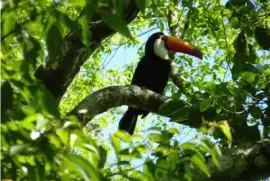 una linda ave de nuestro mundo el tucan