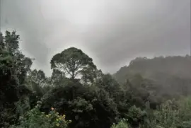 CampiÃ±a chiapaneca.