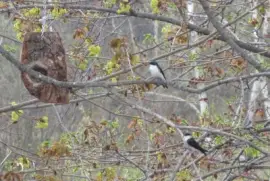 Field swallows back for another year!