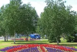 White Lion Square Flowers