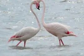 fenicotteri Cagliari