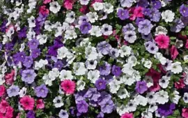 Petunias