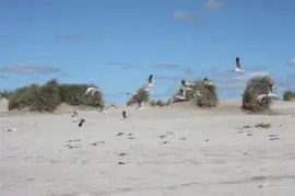 medanos y pÃ¡jaros