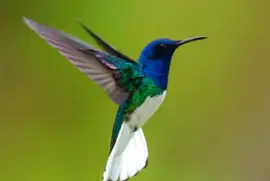 colibri