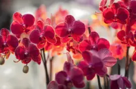 orchidee jigsaw puzzle