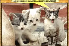 QUE QUEREIS QUE HAGAMOS...