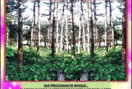 QUE PRECIOSIDAD DE BOSQUEâ€¦