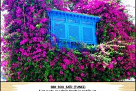 SIDI  BOU  SAÃD  (TUNEZ)