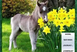 AHORA, QUE HAGO: Â¿OLERLAS?â€¦ Â¿COMERLAS?