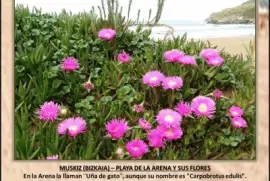 MUSKIZ (BIZKAIA) â€“ PLAYA DE LA ARENA Y SUS FLORES