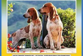MUY LINDOS ANIMALES â€“ SU RAZA, SABUESO FINO COLOMBIANO