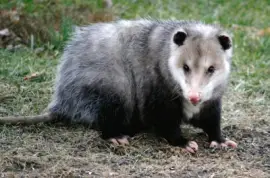 פאזל של Opossum