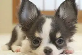 Hund 3 jigsaw puzzle