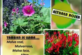 ALTHAEA ROSEA