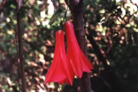 copihue jigsaw puzzle