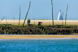 ostreiculteurs sur le banc d  'arguin