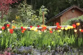 cabaÃ±a y tulipanes