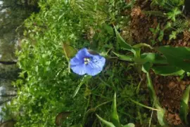  "Hierba del pollo  "