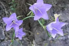 Campanules