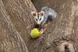 פאזל של Opossum della virginia
