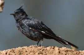 Maria Preta de Penacho