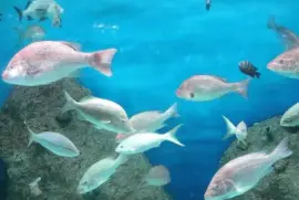 Peces en el Acuario de Veracruz.