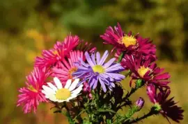 Imagem jigsaw puzzle