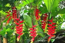 Imagem jigsaw puzzle