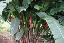 Imagem jigsaw puzzle