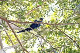 natural jigsaw puzzle