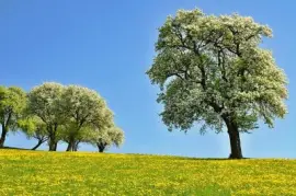 Imagem jigsaw puzzle