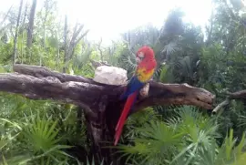 guacamaya