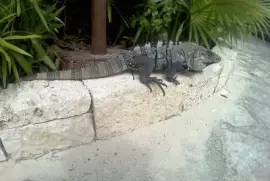 iguana